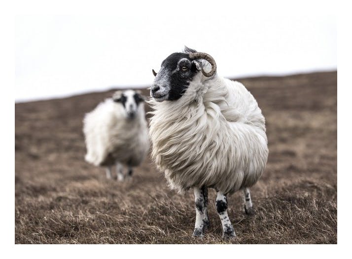 Sheep Print (30x40 cm)