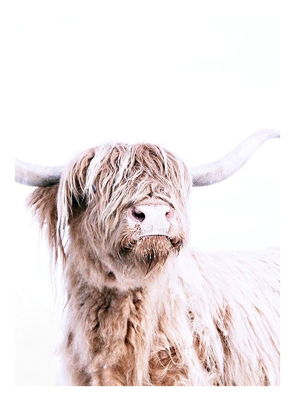 Highland Cattle Portrait Poster (30x40 cm) - Bilder mit Tiermotiven