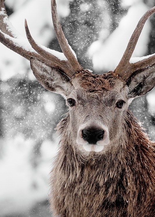 Winter Stag Poster 0