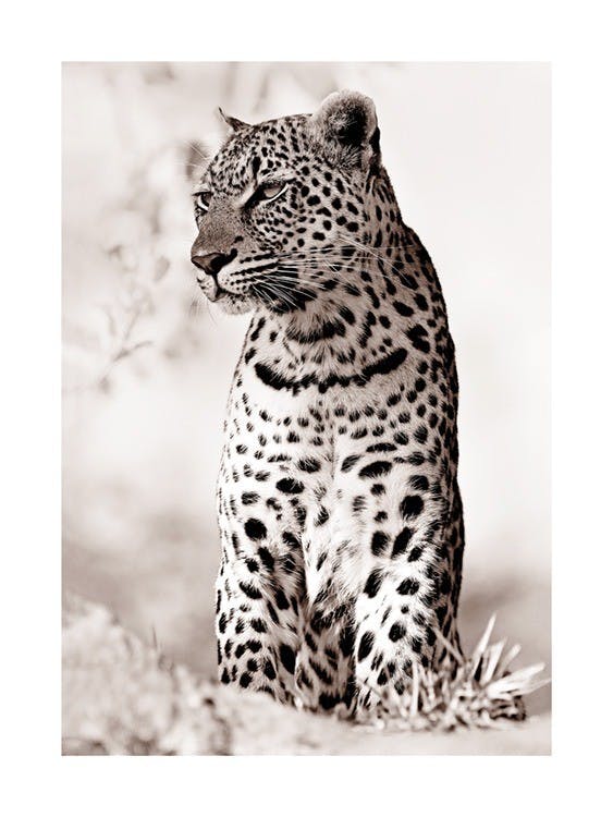 Leopard in the Wild 포스터 0
