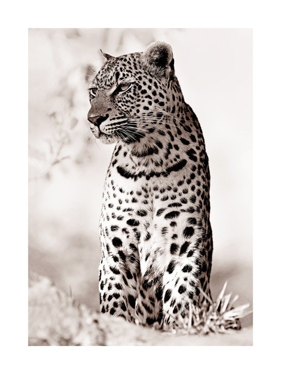 Leopard in the Wild Plakat 0