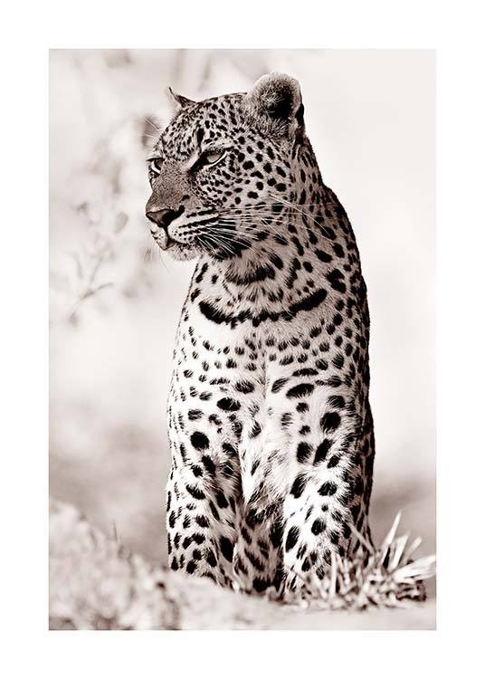 Leopard in the Wild Poster
