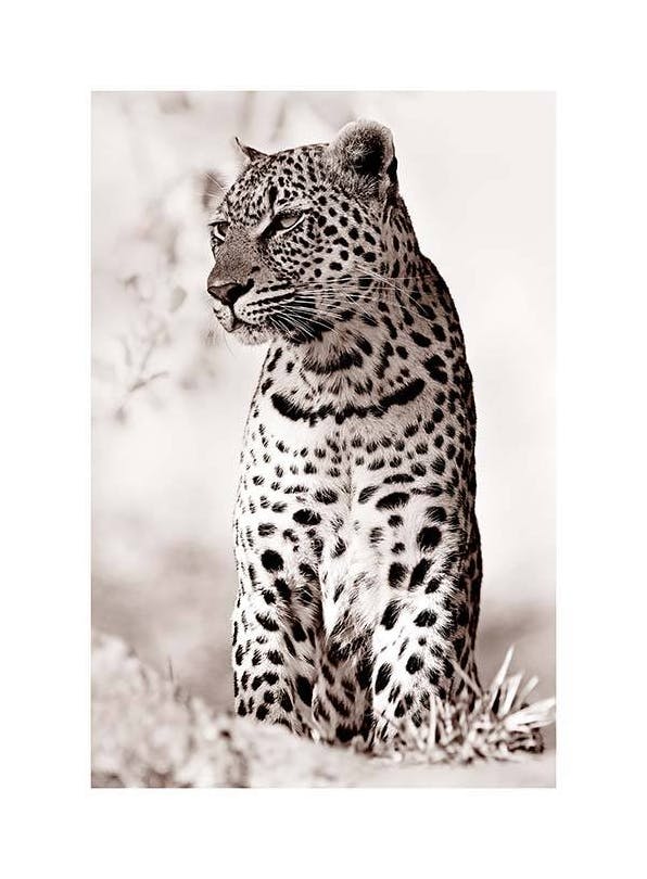 Leopard in the Wild Poster (50x70 cm)