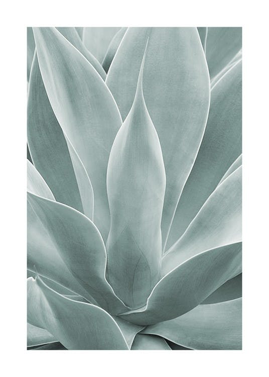 Agave Leaves No1 포스터 0