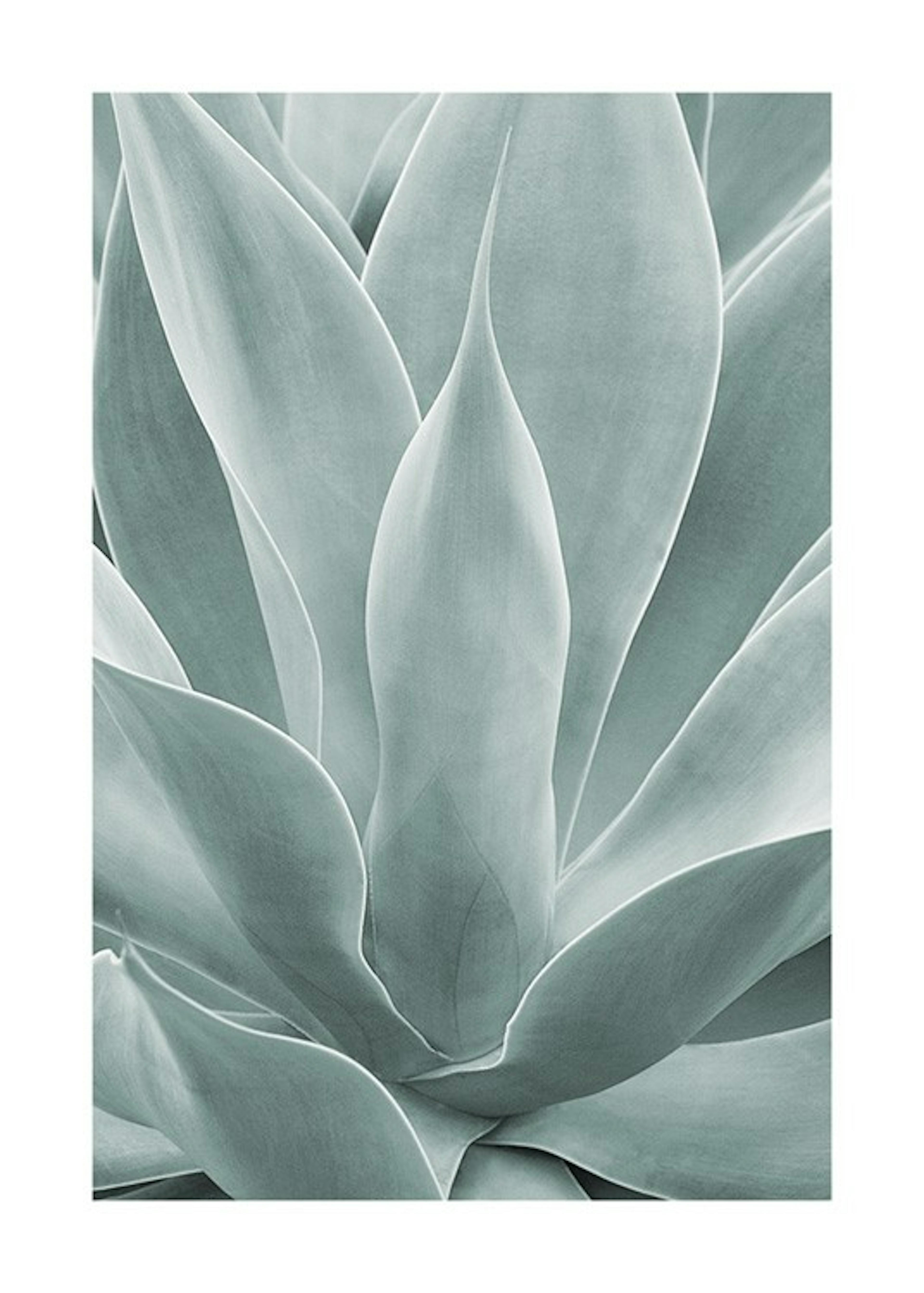 Agave Leaves No1 Print 0