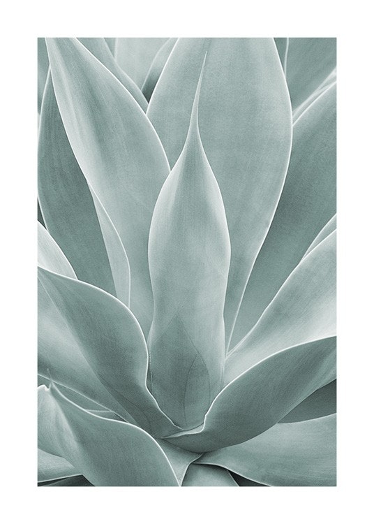 Agave Leaves No1 Affiche 0