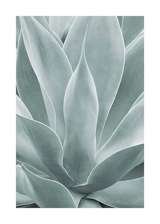 Agave Leaves No1 Plagát 0