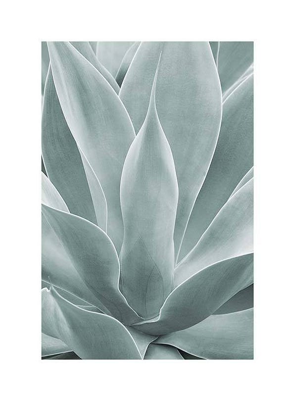 Agave Leaves No1 Plakat (50x70 cm)- Rośliny zielone