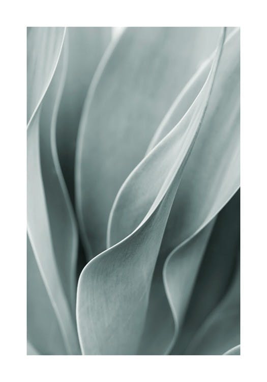 Agave Leaves No3 Affiche 0