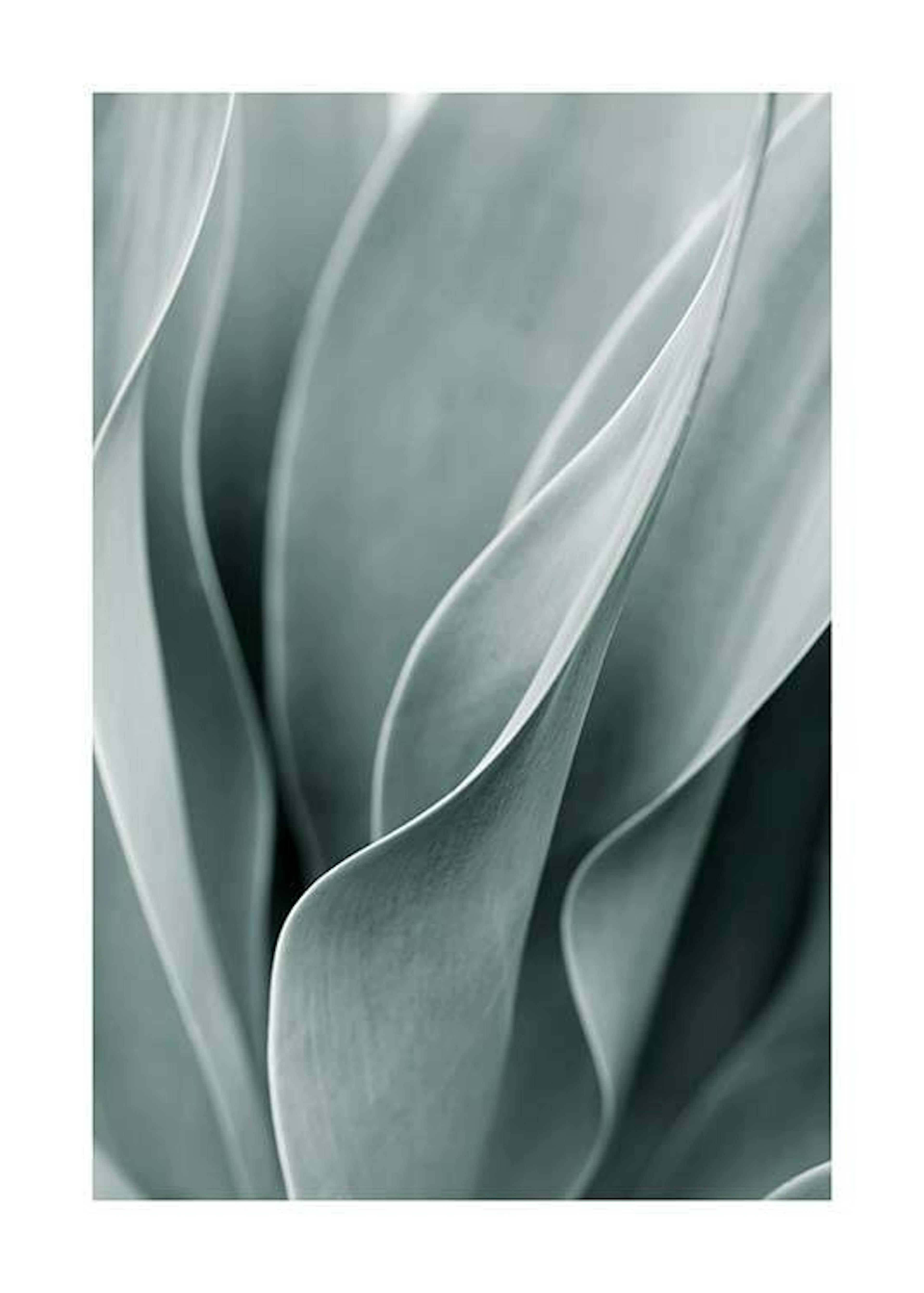 Agave Leaves No3 Print 0