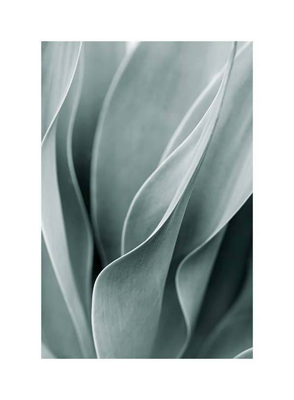 Agave Leaves No3 Plakat (13x18 cm)- Fotografia