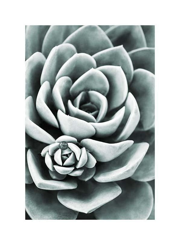 Mint Green Succulent Affiche (50x70 cm) - Photographies