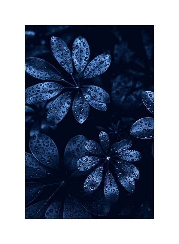 Raindrops on Leaves Poster (21x30 cm)