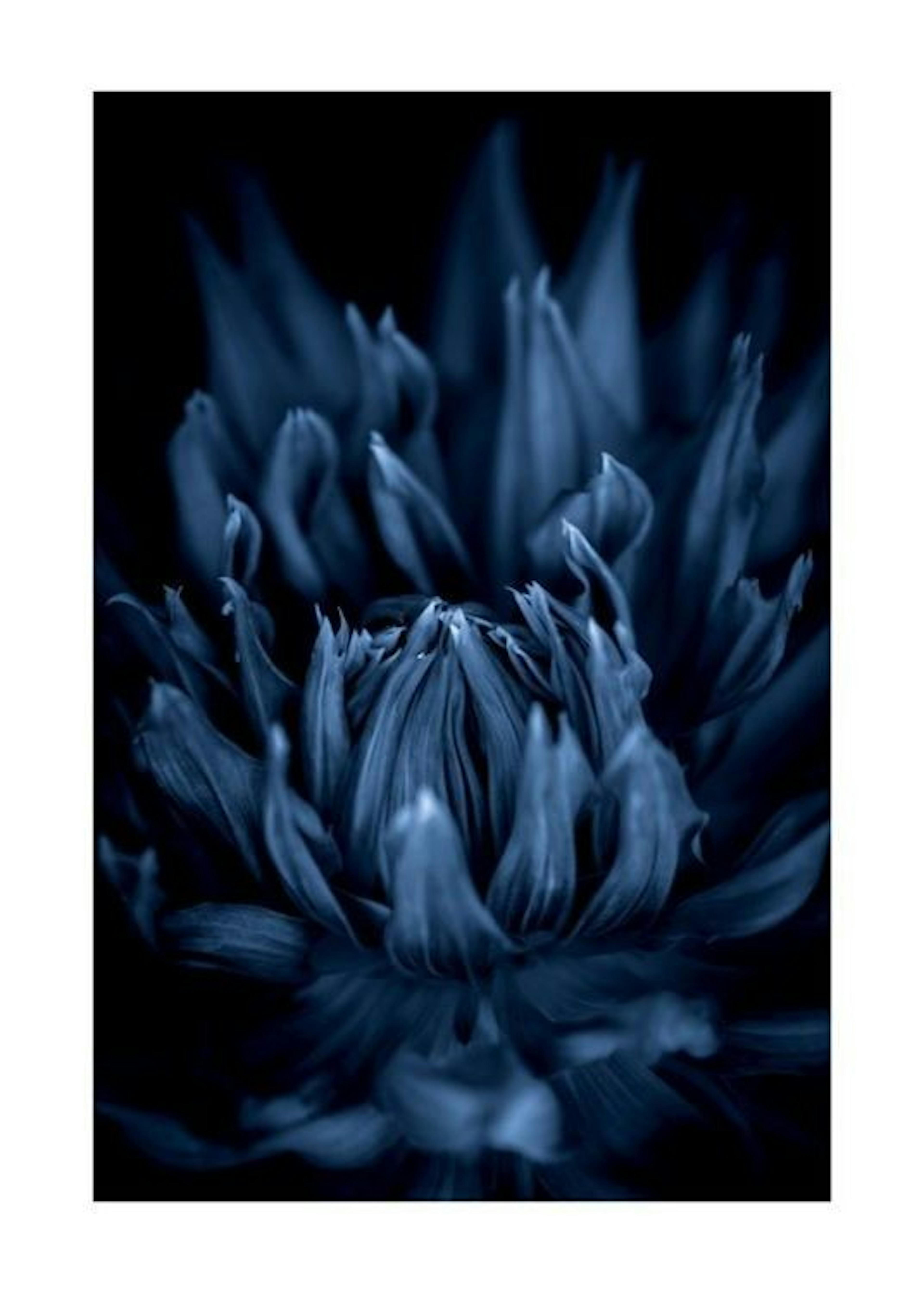 Blue Dahlia Print 0