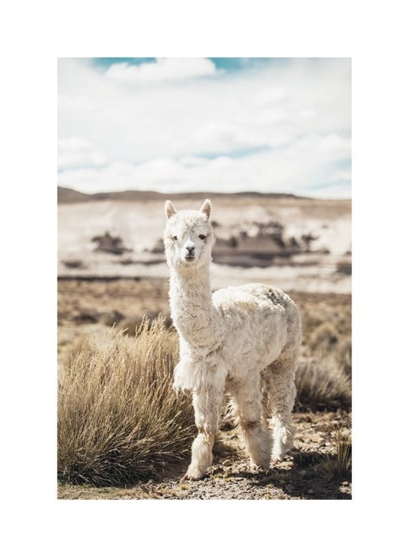 Curious Alpaca Plakat (50x70 cm)- Fotografia