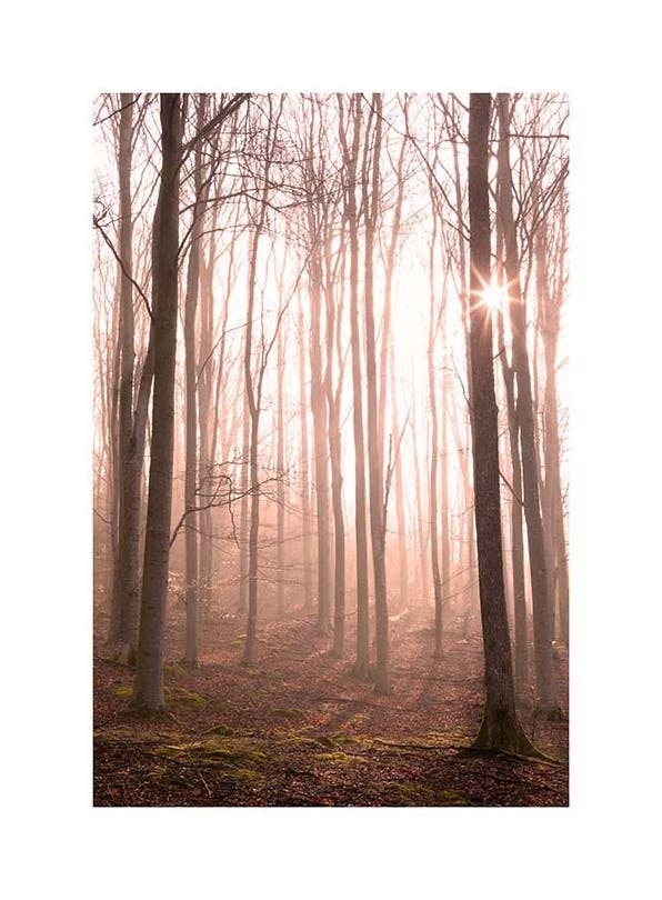 Forest in Fog Poster (50x70 cm)- Quadri e poster di natura