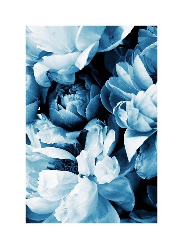 Blue Peony No2 Plakat (50x70 cm) - Fotokunst