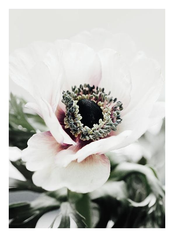 White Anemone Flower Affiche (30x40 cm)  Tableaux floraux