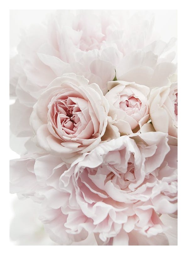 Peonies and Roses Poster (21x30 cm) - Poster mit Blumenmotiven