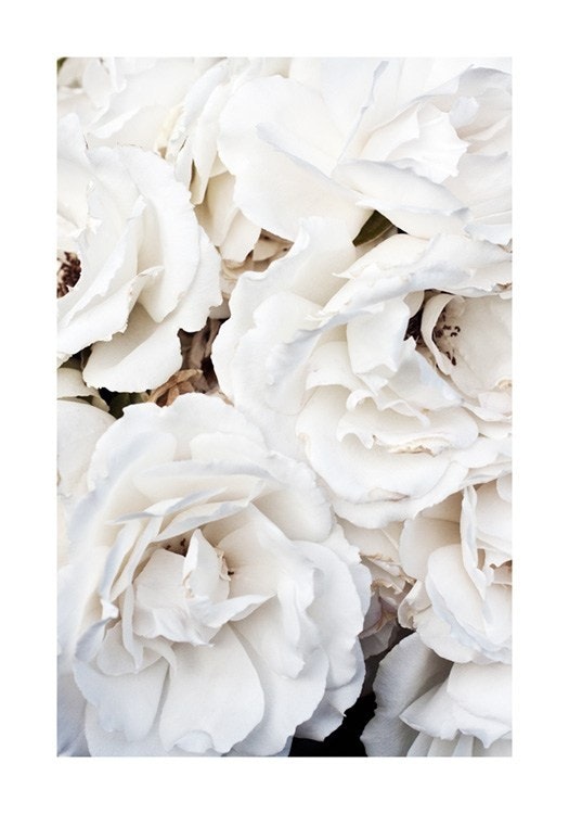 White Roses Poster 0
