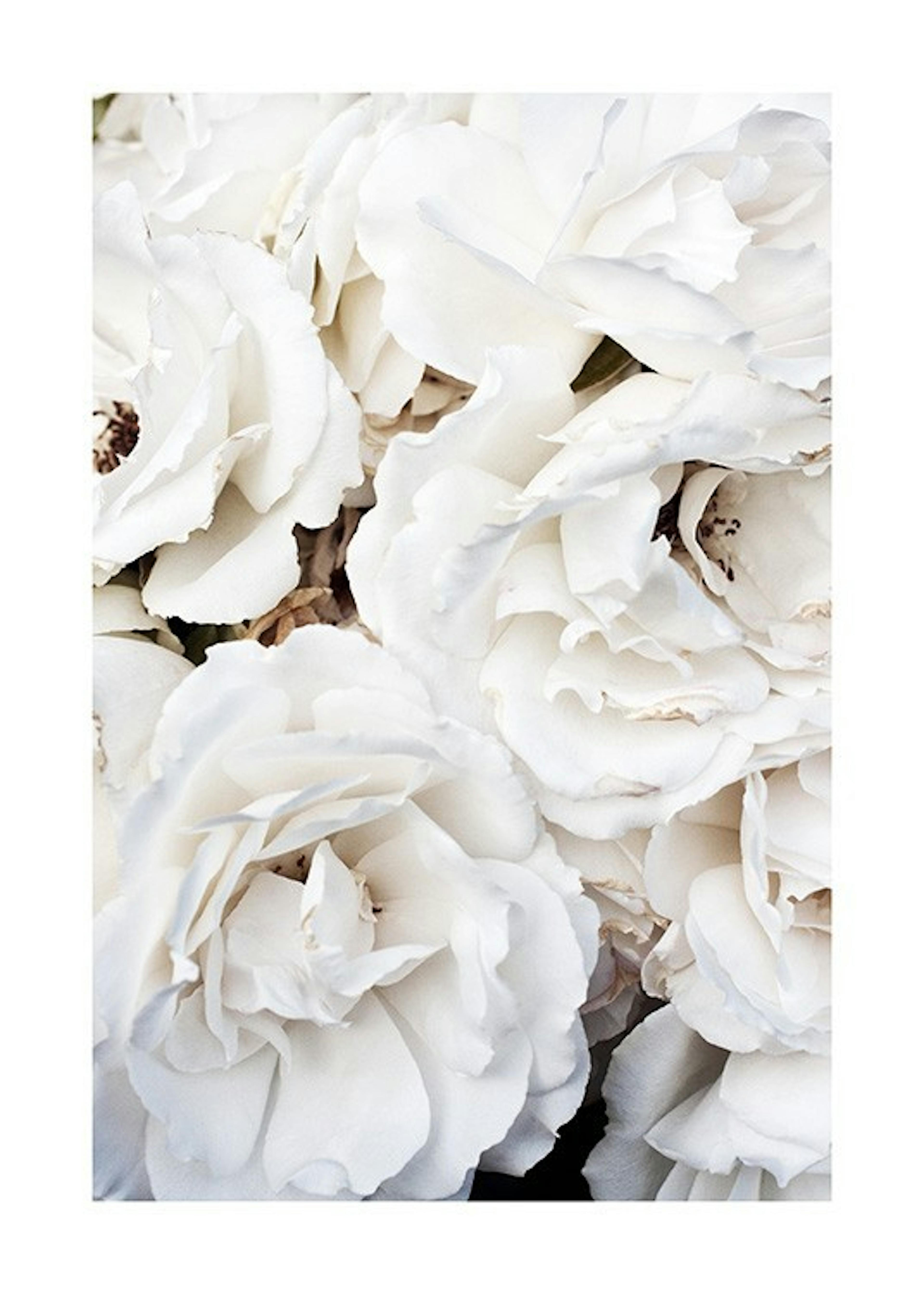 White Roses Plakat 0
