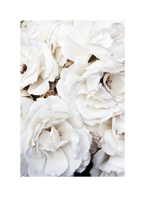 White Roses Poster (21x30 cm) - Bloemen