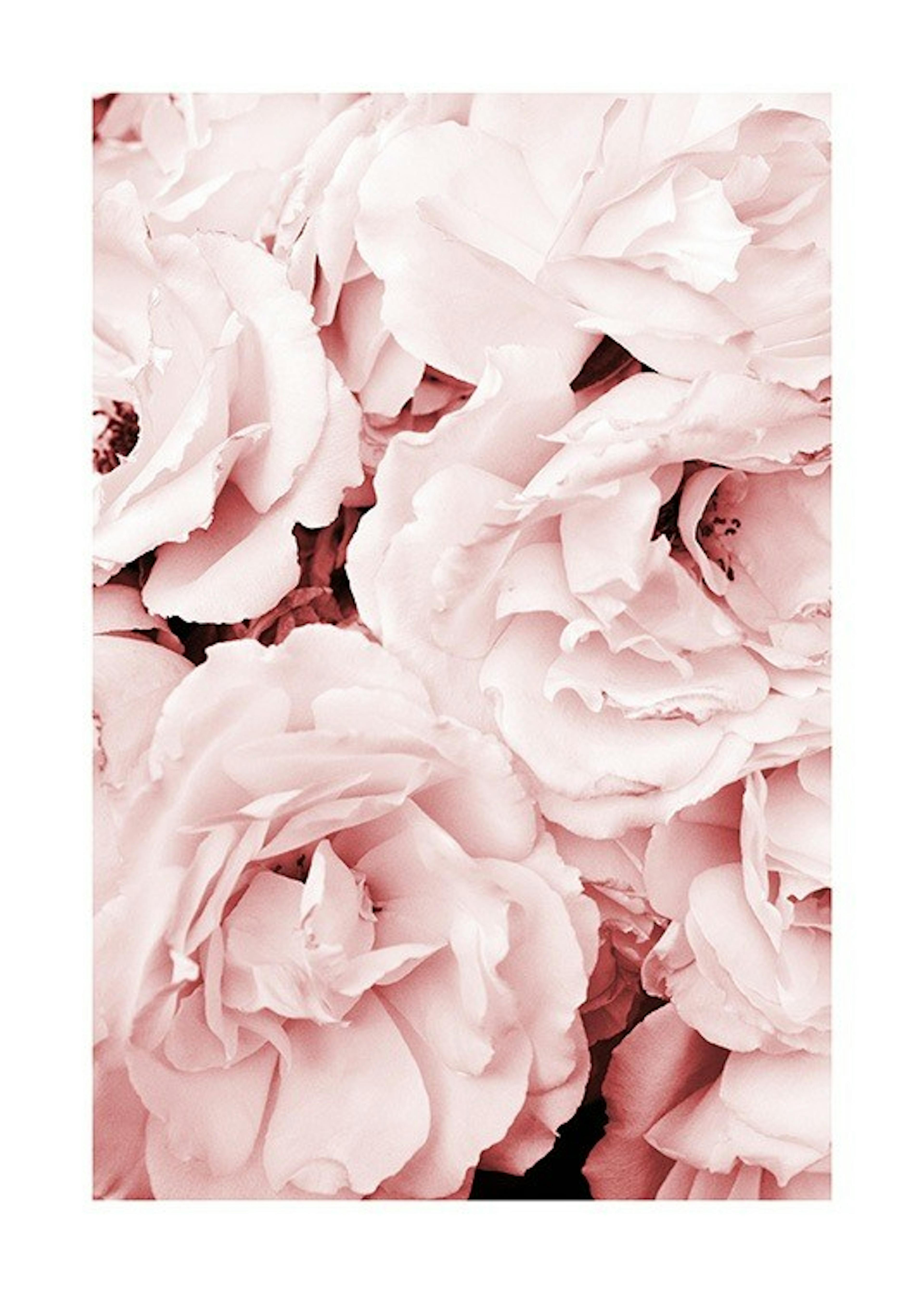 Close Up Pink Roses Plagát 0