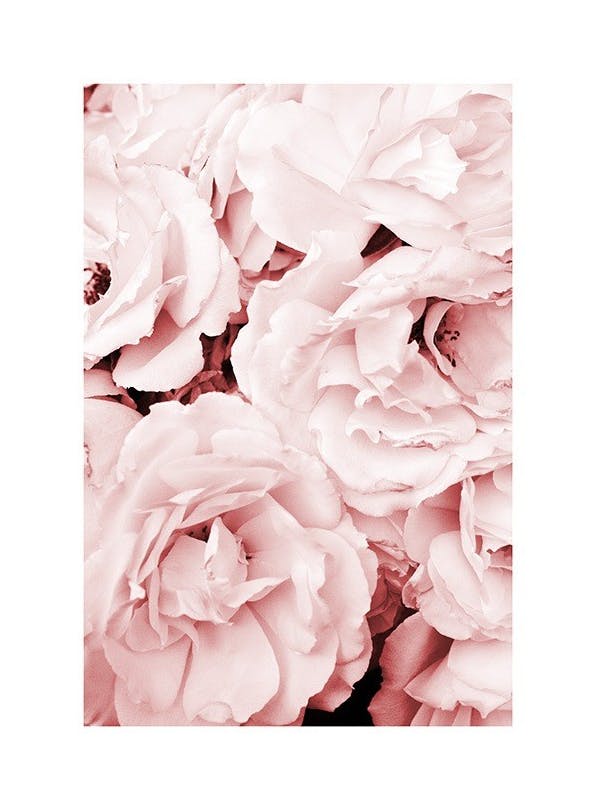 Close Up Pink Roses Plakat (21x30 cm)- Fotografia