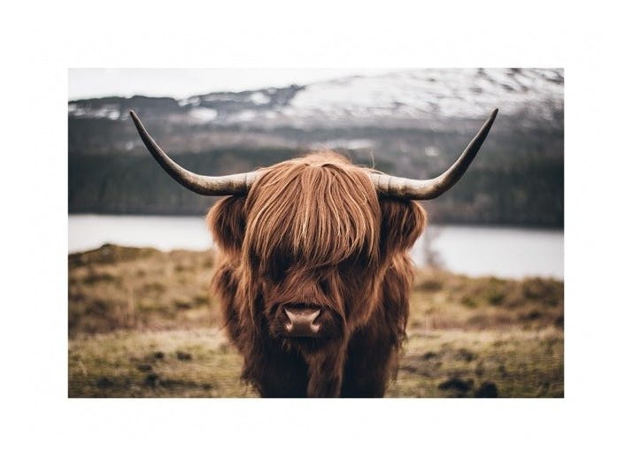 Prints - Scottish Highland Cattle Print (50x70 cm) - Animal art prints
