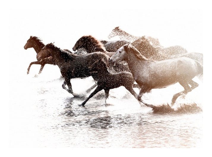 Running Horses Poster (30x40 cm)