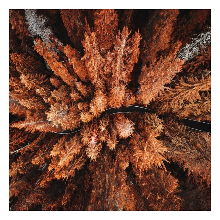 Autumn Colors Plakat (50x50 cm)- Zdjęcia natury