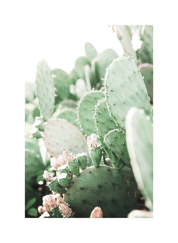 Prickly Pear Cactus Poster (50x70 cm)