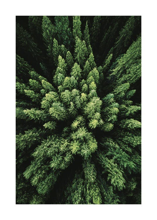 Aerial Forest Plakát 0