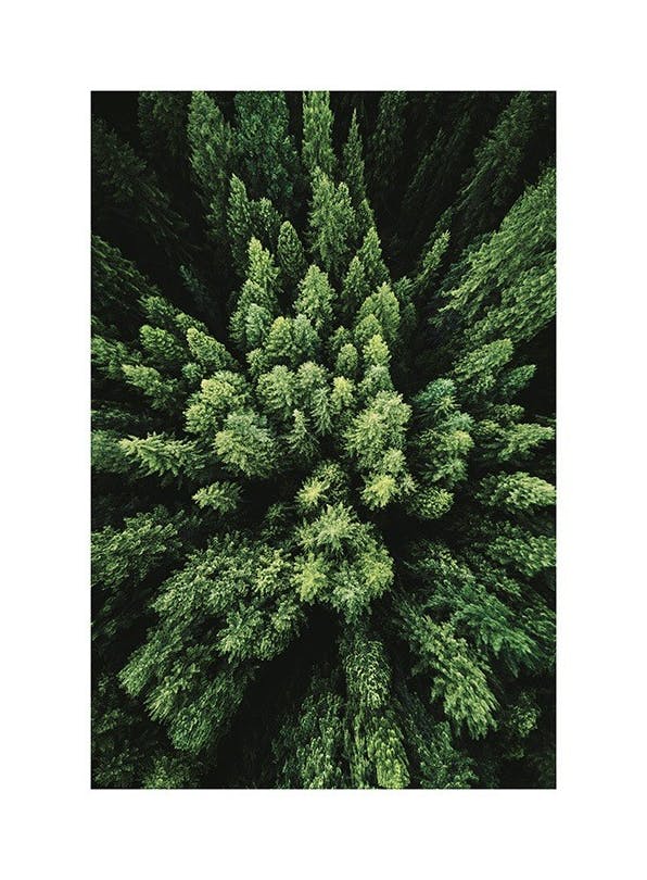 Aerial Forest Poster (30x40 cm) - Natuur posters