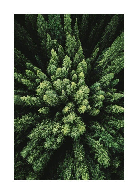 Aerial Forest Poster 0