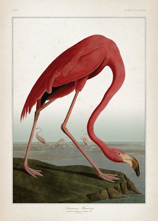 American Flamingo Plakat 0