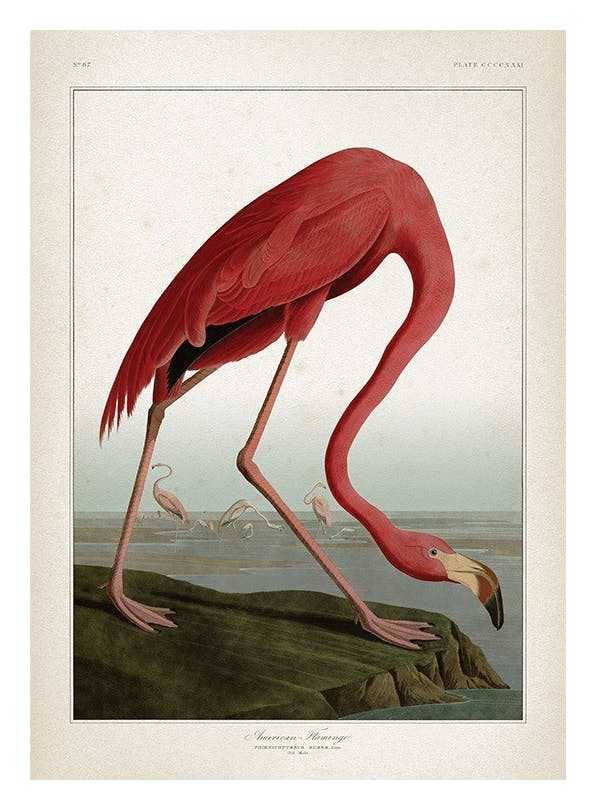 American Flamingo Plakat (50x70 cm)- Plakaty retro