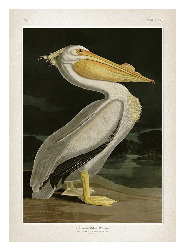 American White Pelican Print (50x70 cm)- Vintage posters
