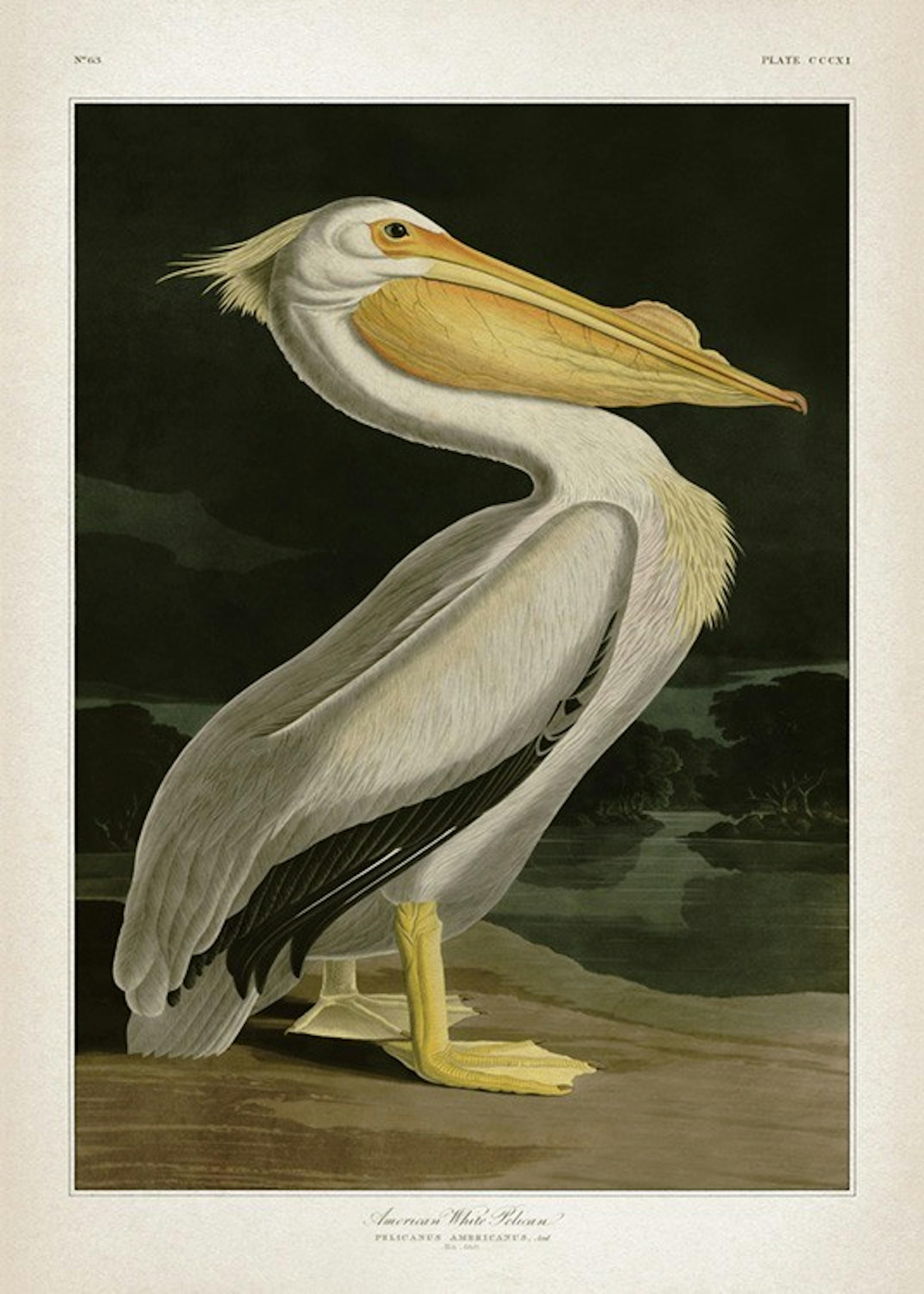 American White Pelican Affiche 0