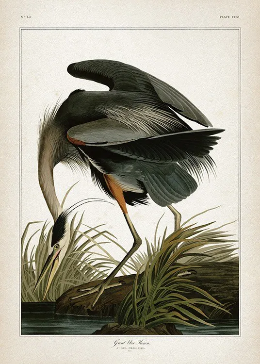 Great Blue Heron Print 0