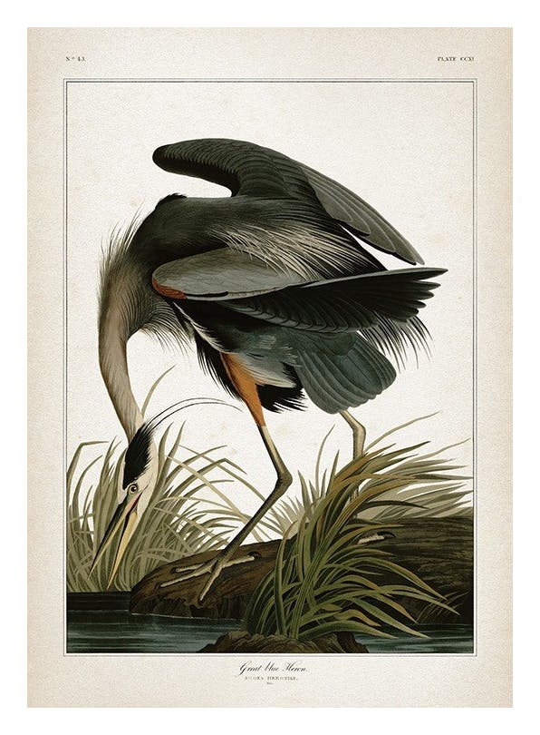 Great Blue Heron Print (50x70 cm)- Vintage posters