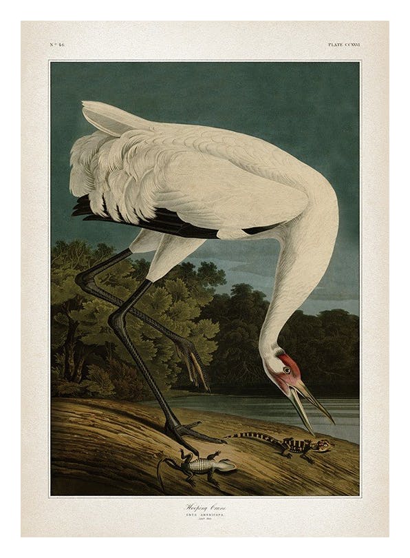 Whooping Crane Juliste (50x70 cm)  Vintage