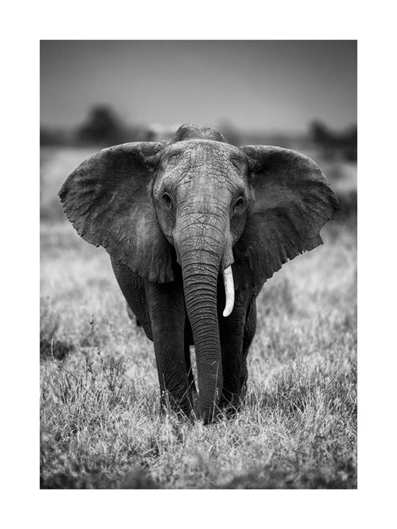 Elephant on the Savanna Poster 0