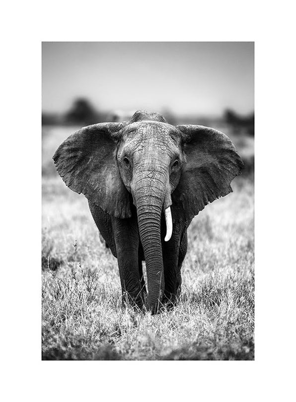Elephant on the Savanna Plakat (50x70 cm)- Czarno-białe plakaty