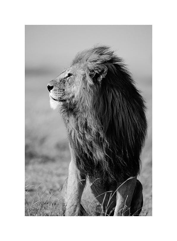 Lion in the Wild Poster (50x70 cm) - Zwart wit posters