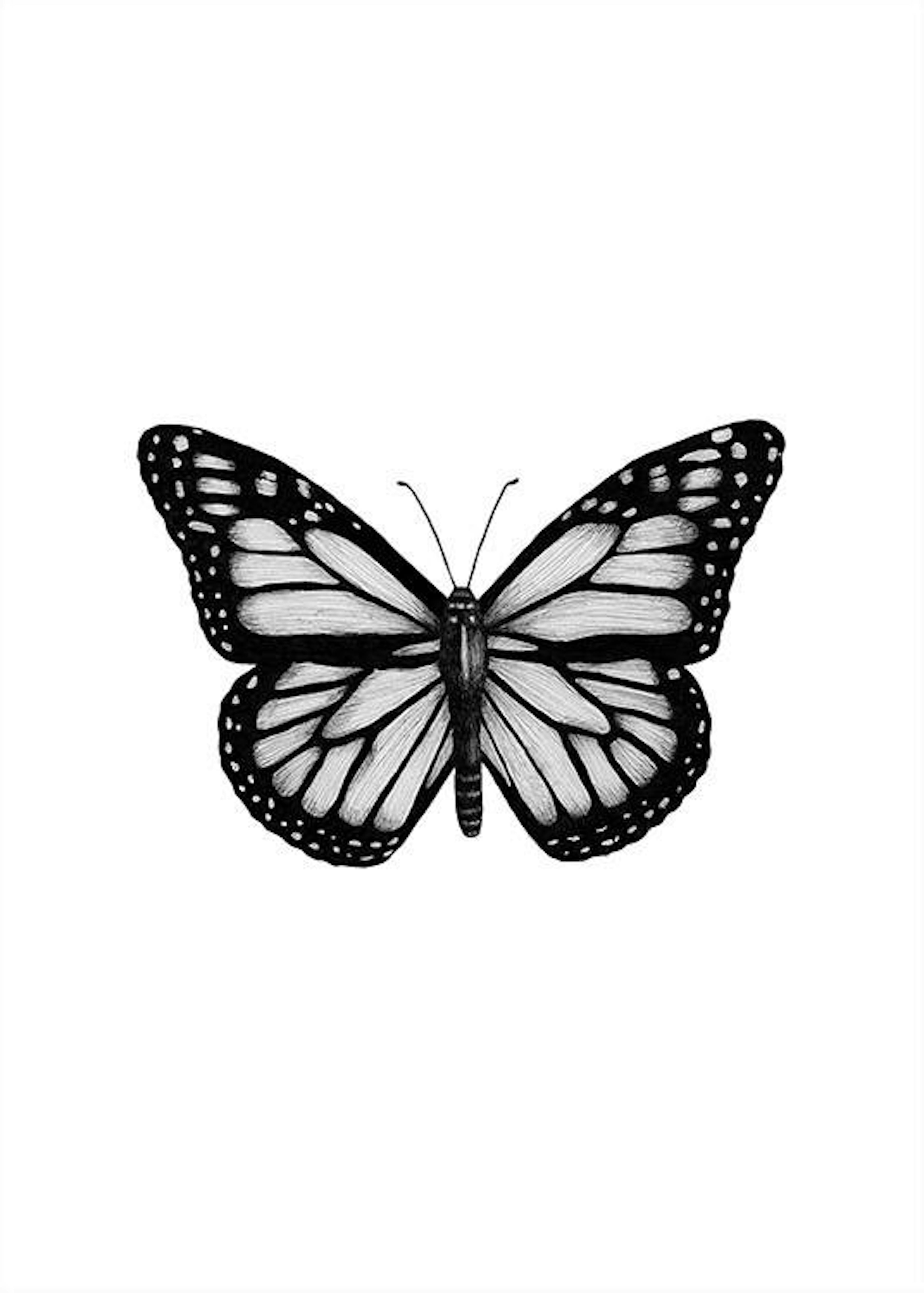 Butterfly Drawing Poster