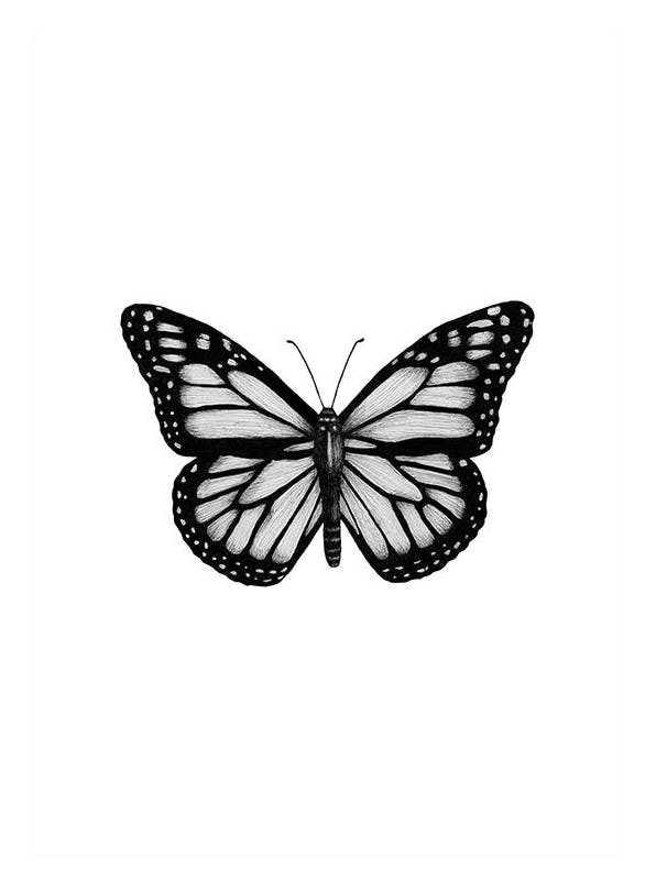 Butterfly Drawing Poster (13x18 cm)