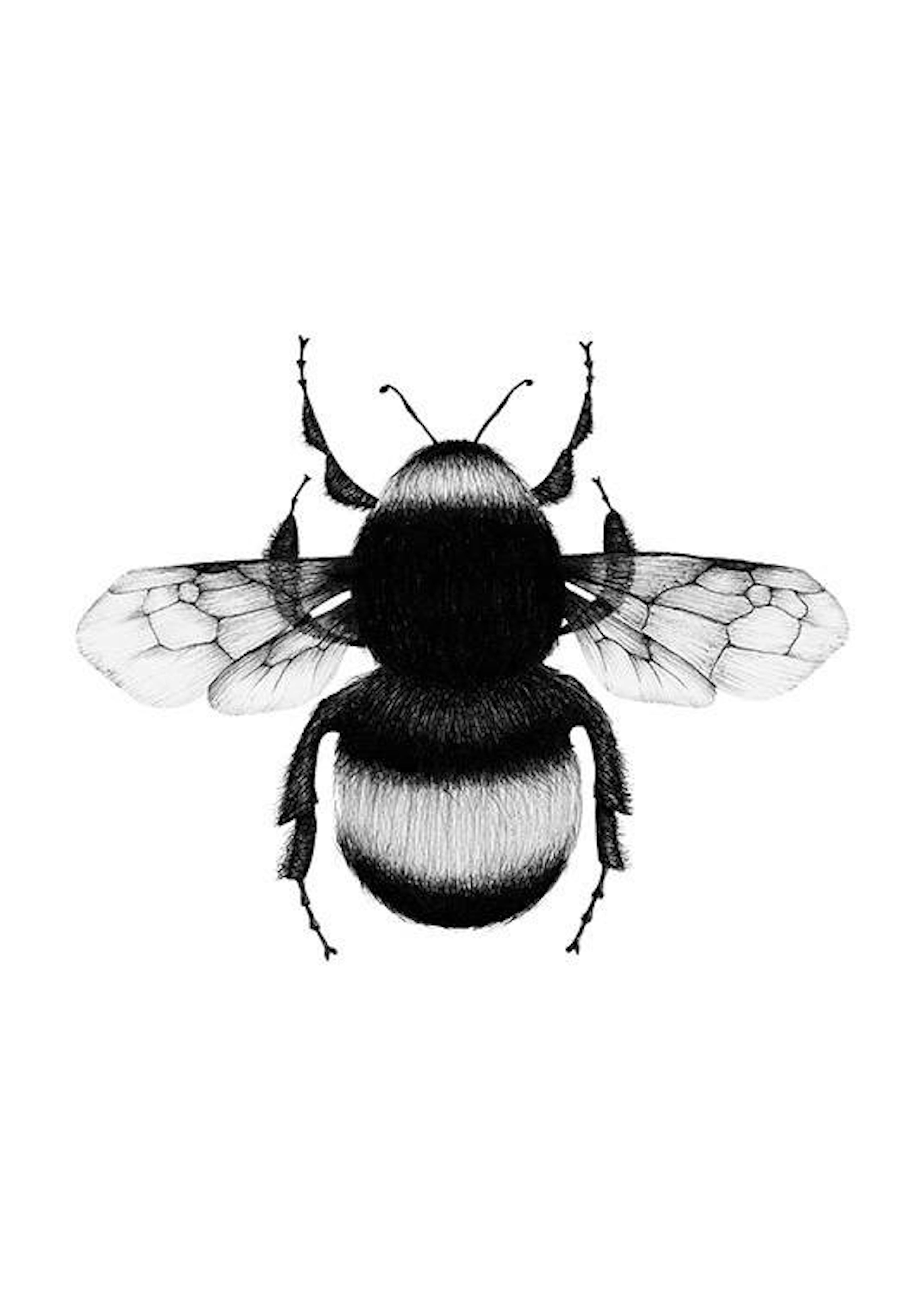 Bumblebee Drawing Plagát 0