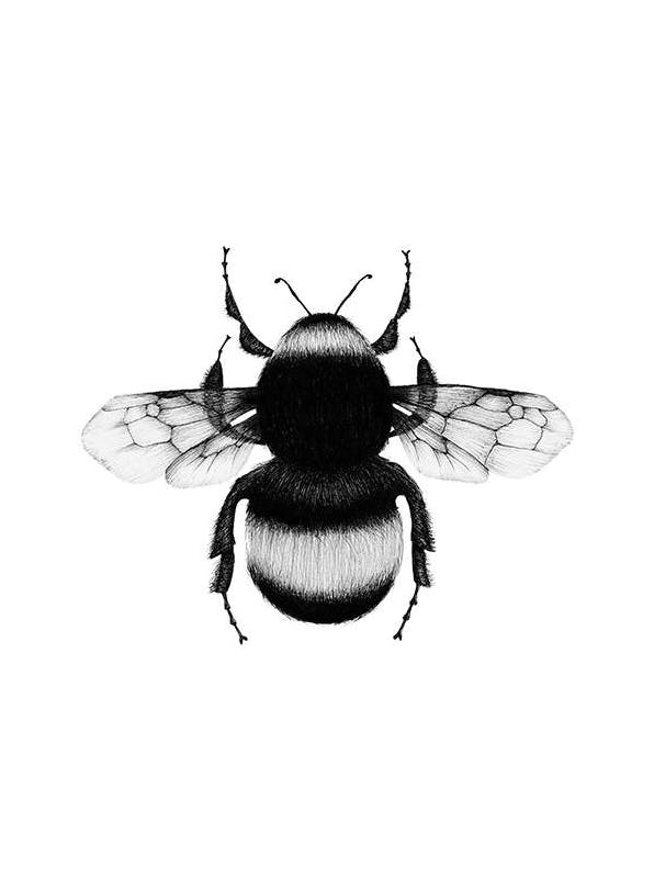 Prints - Bumblebee Drawing Print (30x40 cm) - Black & white prints