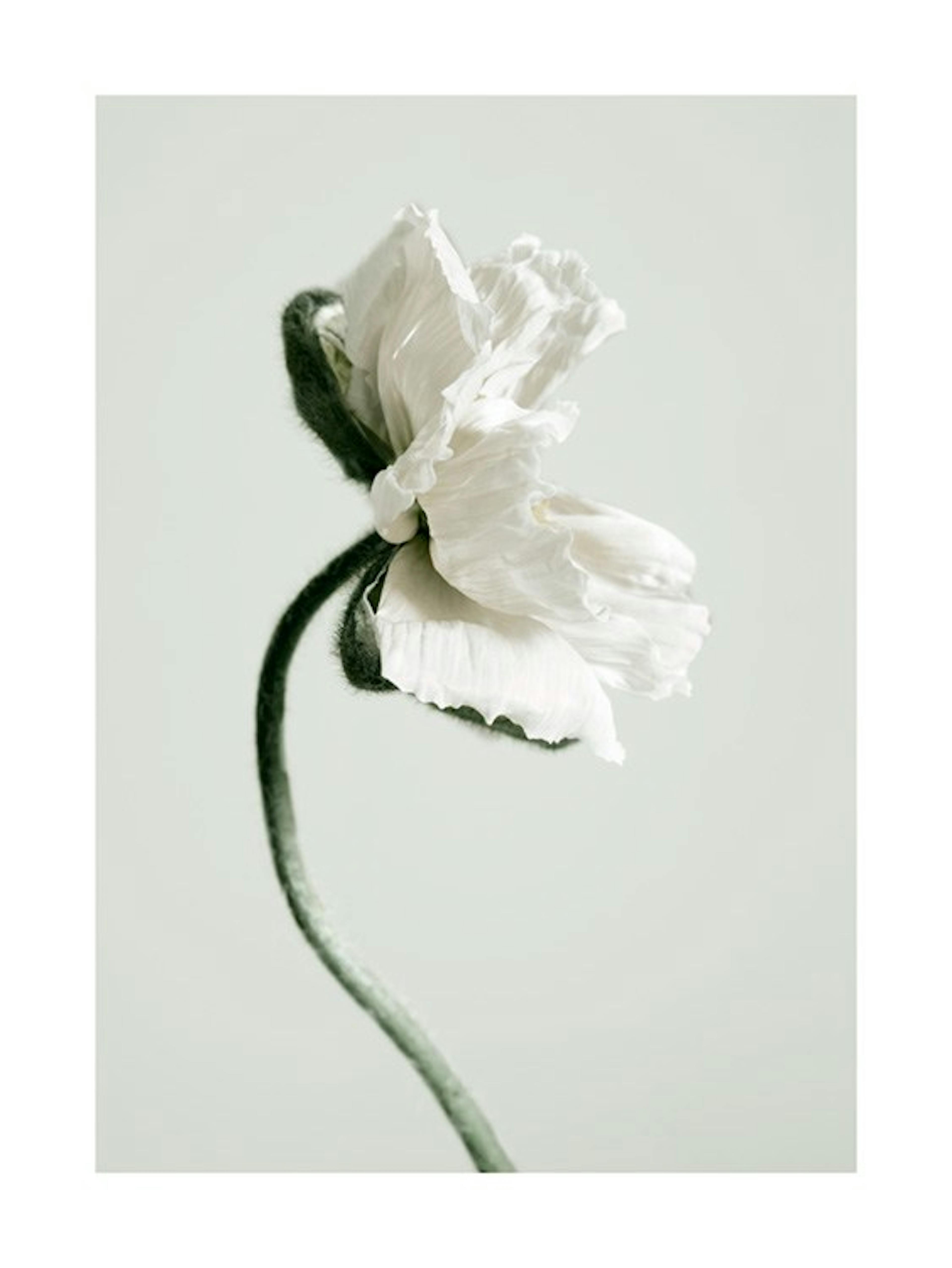 White Poppy Flower Poster 0